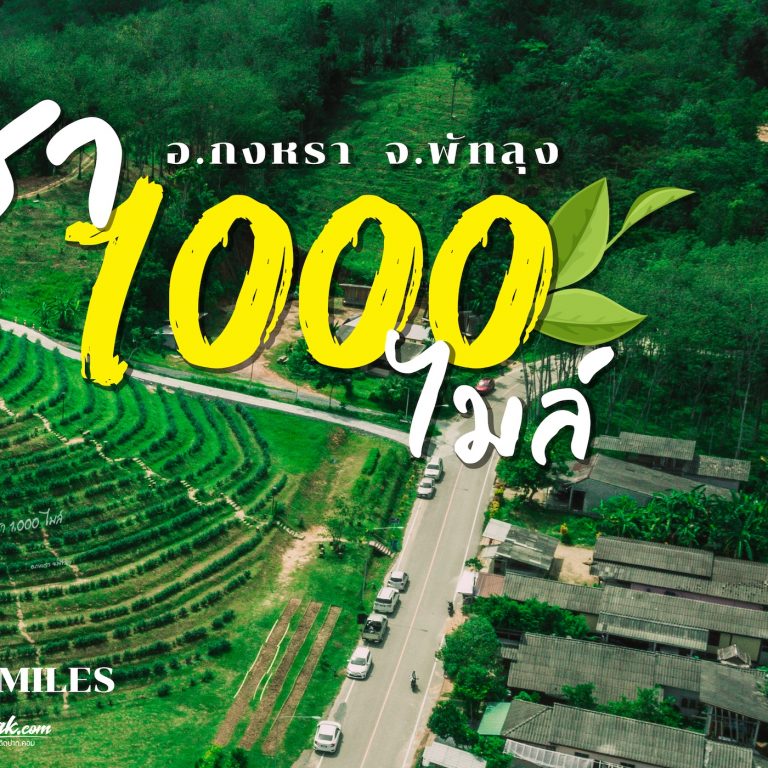 ไร่ชา 1000 ไมล์